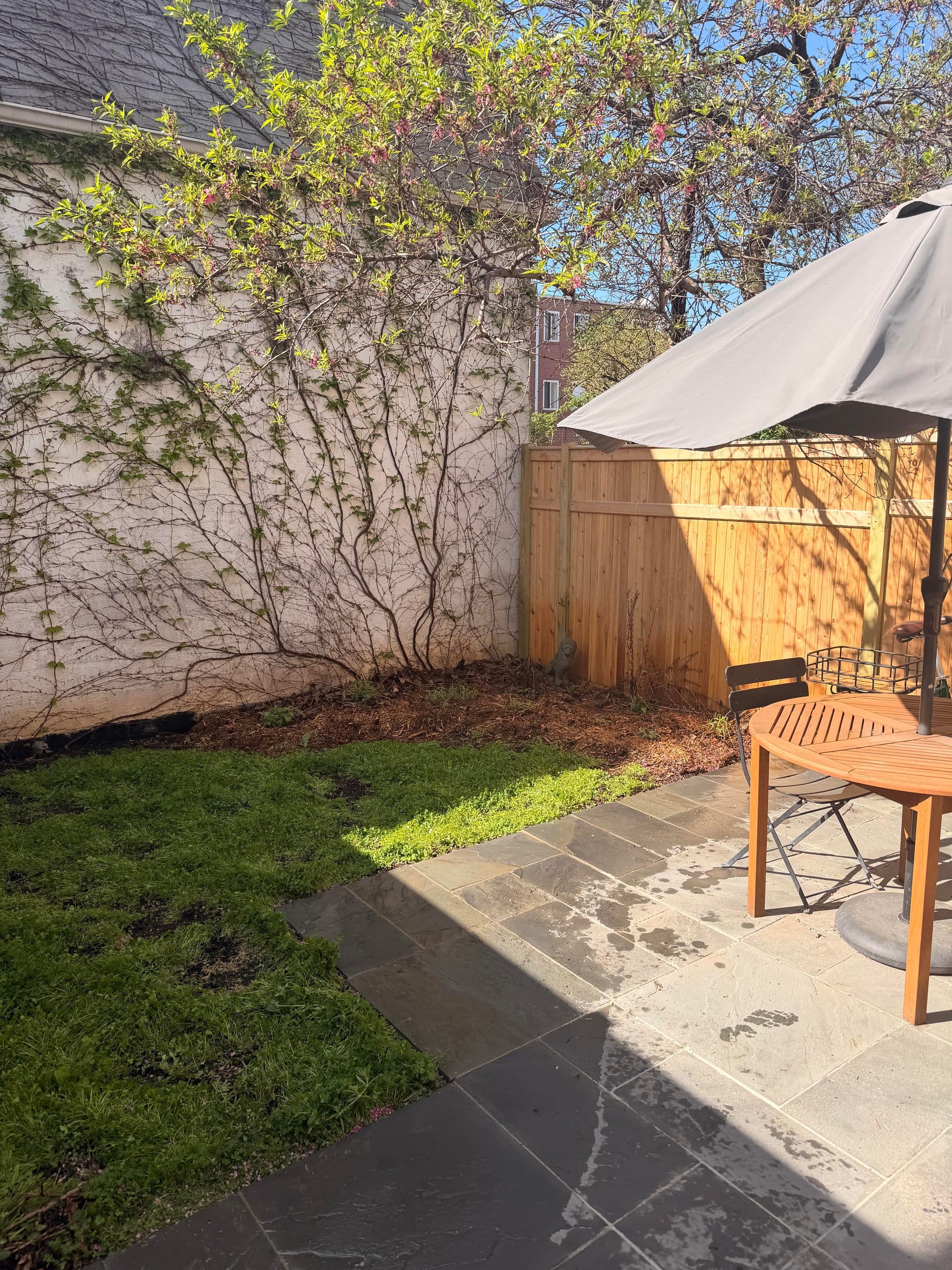 Native plantings and microclover lawn in a Brooklyn backyard