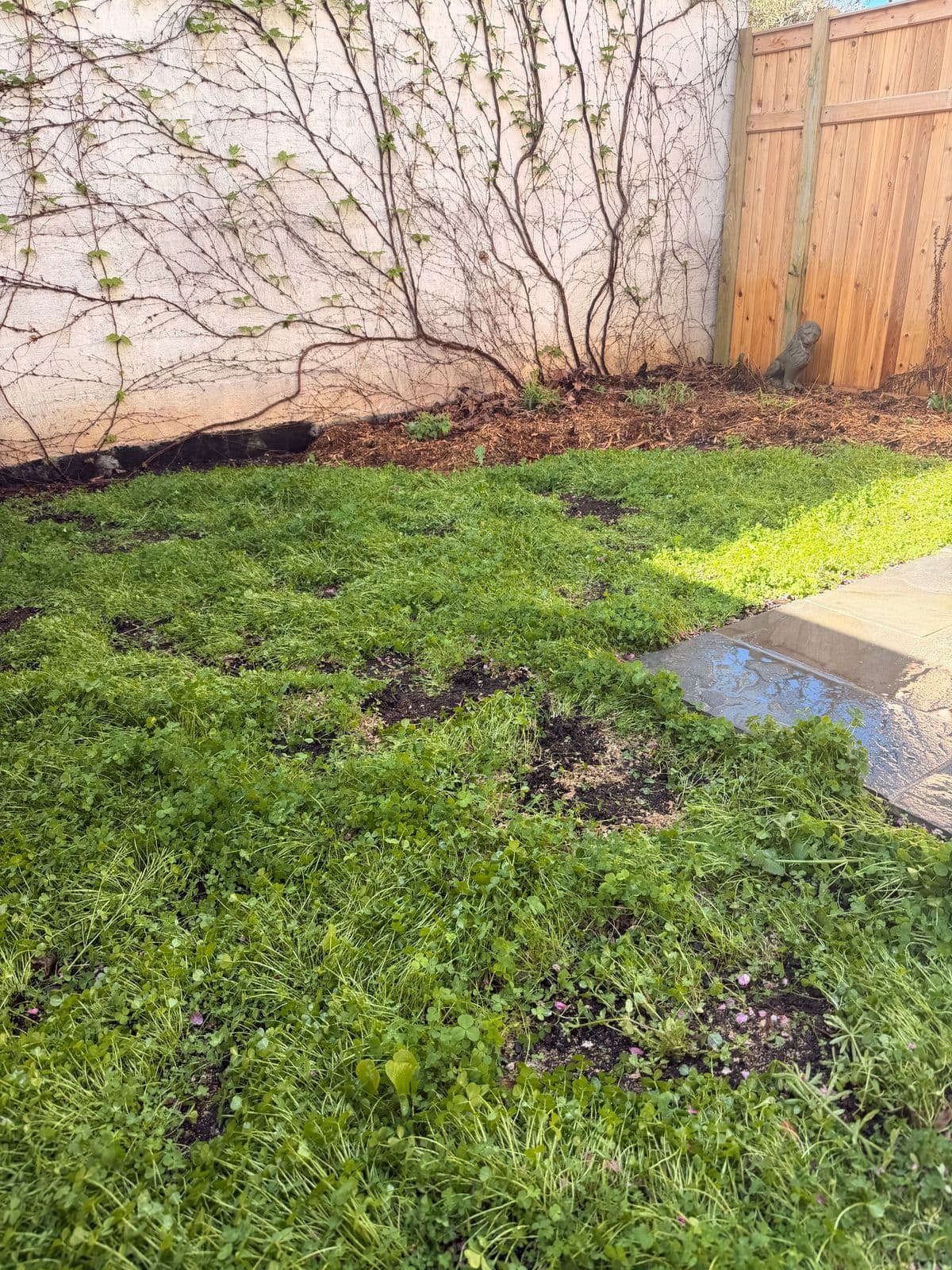 Brooklyn backyard with native ground cover establishing