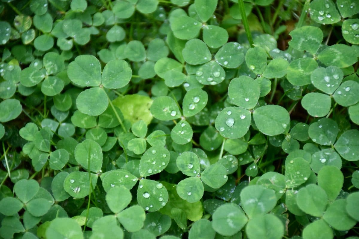 Microclover ground cover with dewdrops