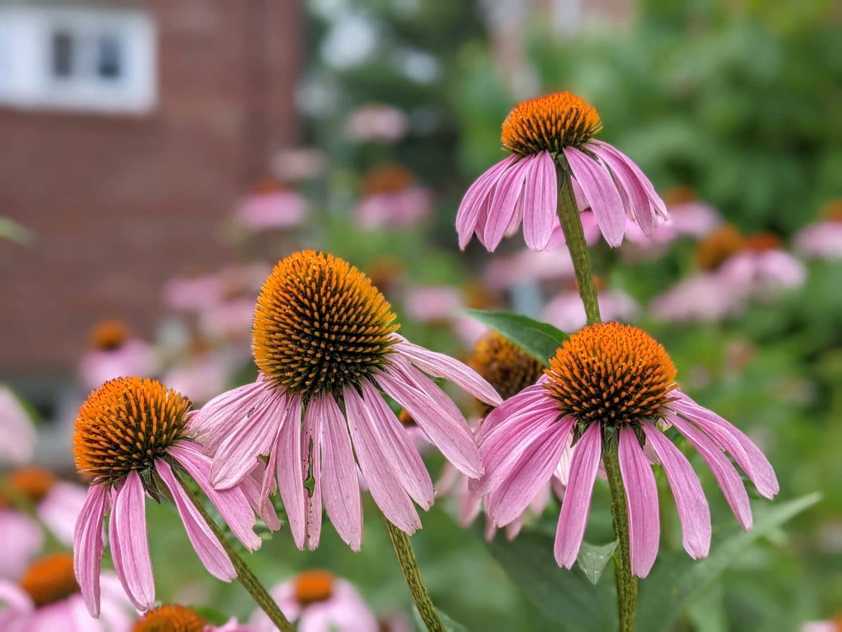 Purple coneflower with a pollinator