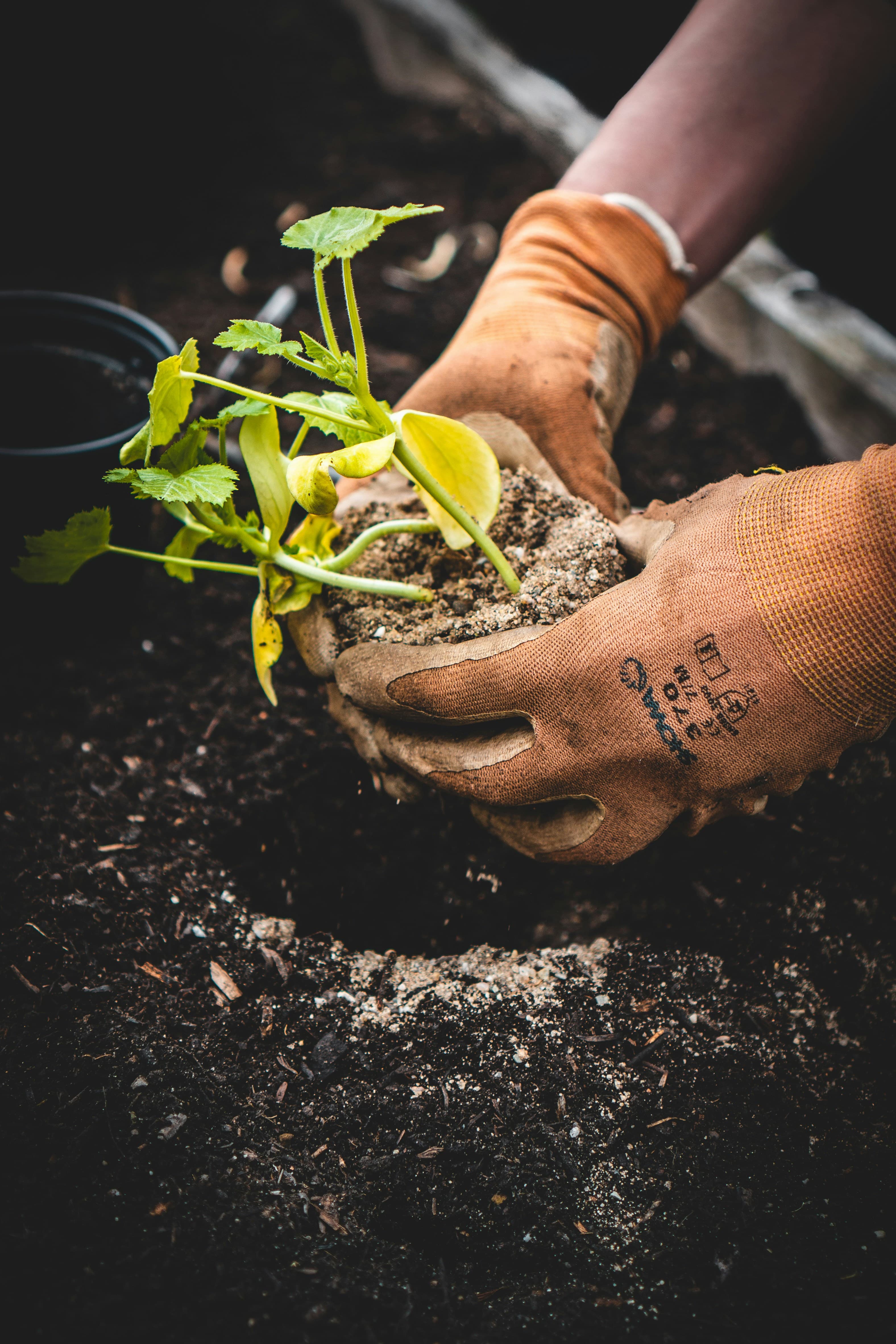 Gloved hands placing a young plant into prepared soil