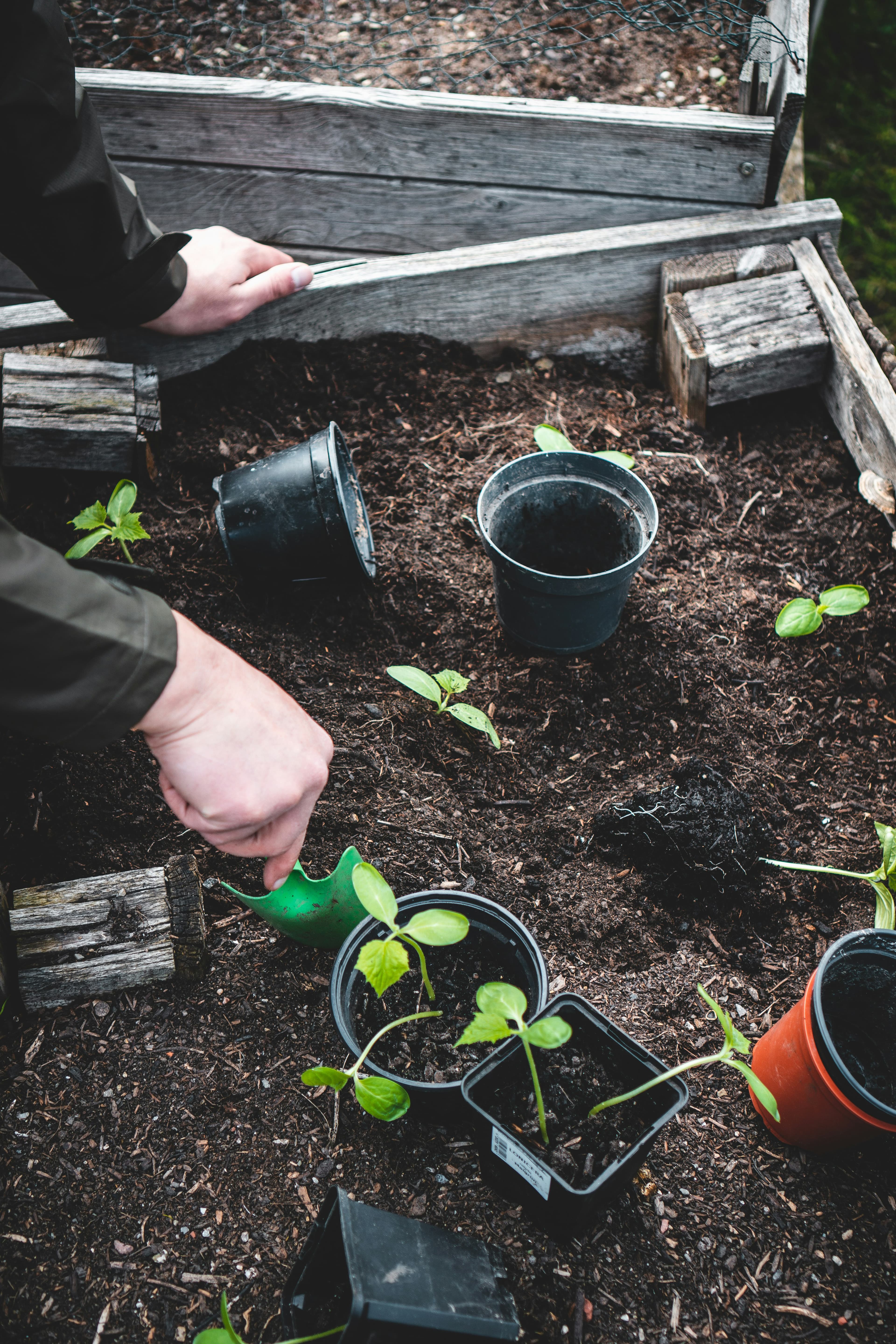 Hands transplanting young native seedlings into containers
