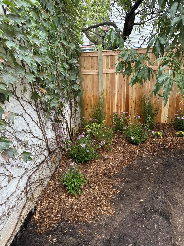 Native plantings after Rooted renovation