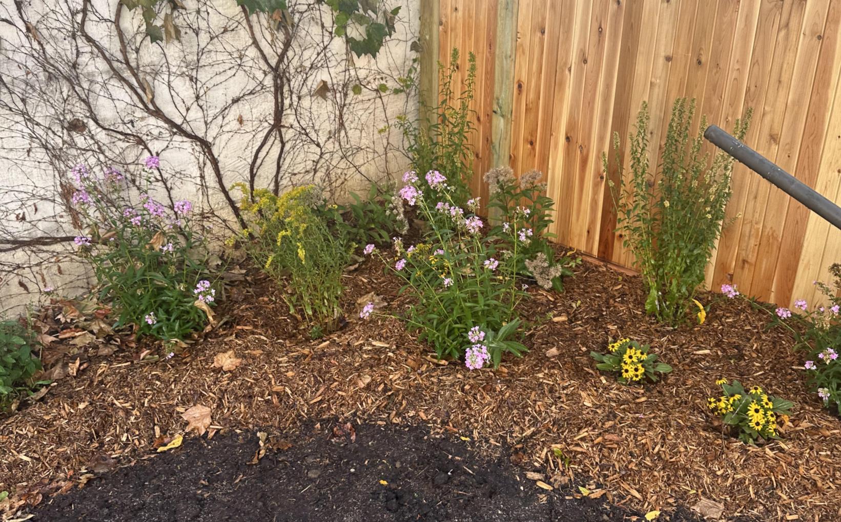 Wide view of native pollinator garden